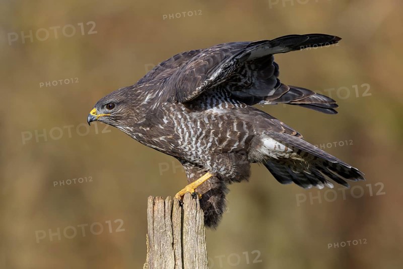 Common steppe buzzard (Buteo buteo), dark morph on pasture pole, biosphere reserve, Swabian Alb, Baden-Württemberg, Germany, Europe
