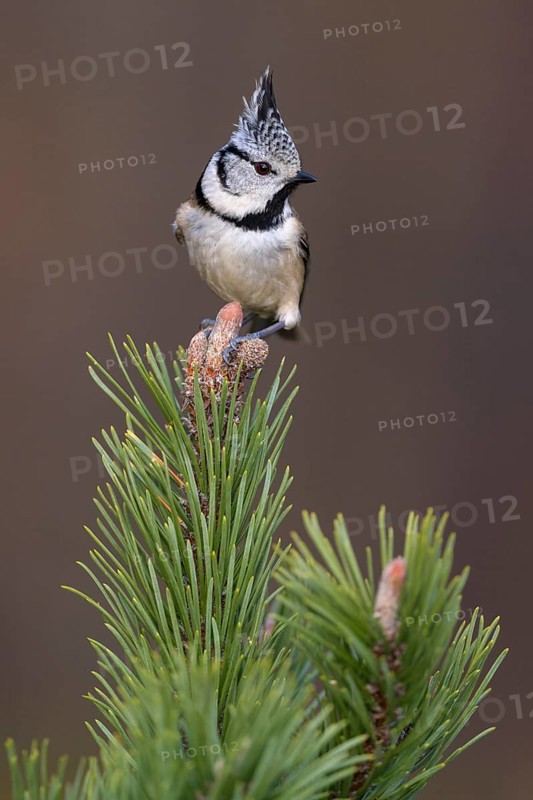 Crested Tit (Lophophanes cristatus), on mountain pine, Biosphere Reserve, Swabian Alb, Baden-Württemberg, Germany, Europe