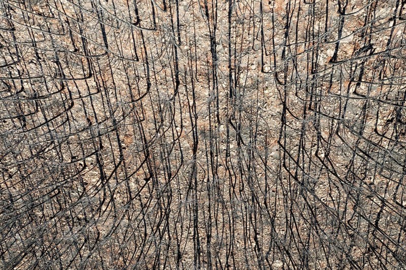 Burned Stone or Umbrella Pines (Pinus pinea) after a forest fire, aerial view, drone shot, Sierra Bermeja, Málaga Province, Andalusia, Spain, Europe