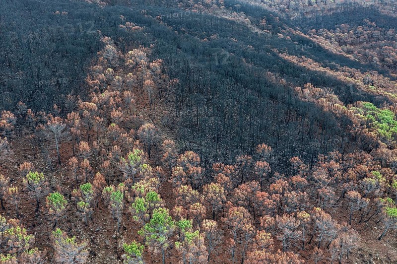 Burned Stone or Umbrella Pines (Pinus pinea) after a forest fire, aerial view, drone shot, Sierra Bermeja, Málaga Province, Andalusia, Spain, Europe