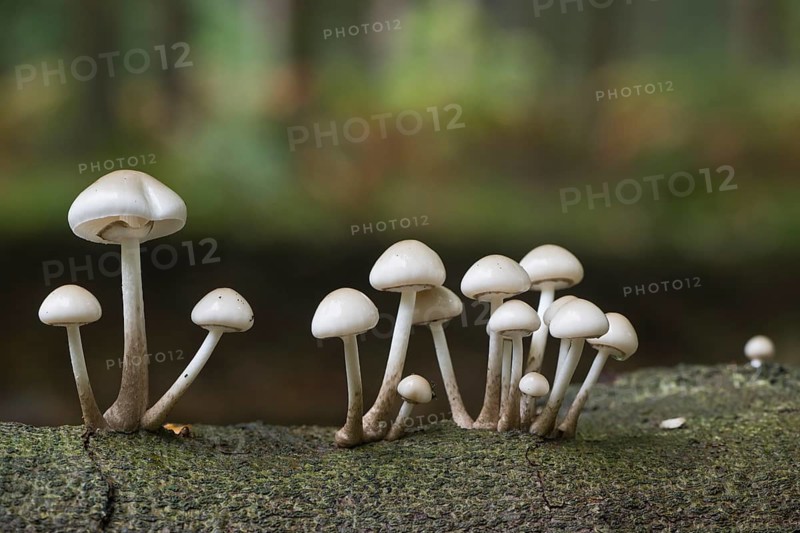 Porcelain fungi (Oudemansiella mucida), Emsland, Lower Saxony, Germany, Europe