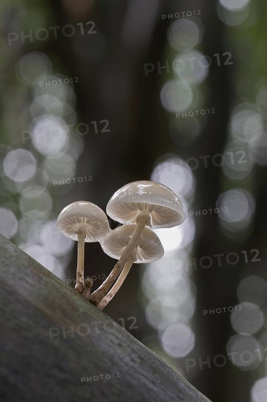 Porcelain fungi (Oudemansiella mucida), Emsland, Lower Saxony, Germany, Europe