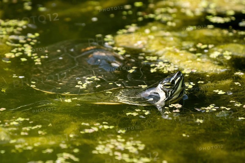 Red-eared slider (Trachemys scripta elegans), swimming in water, Hesse, Germany, Europe