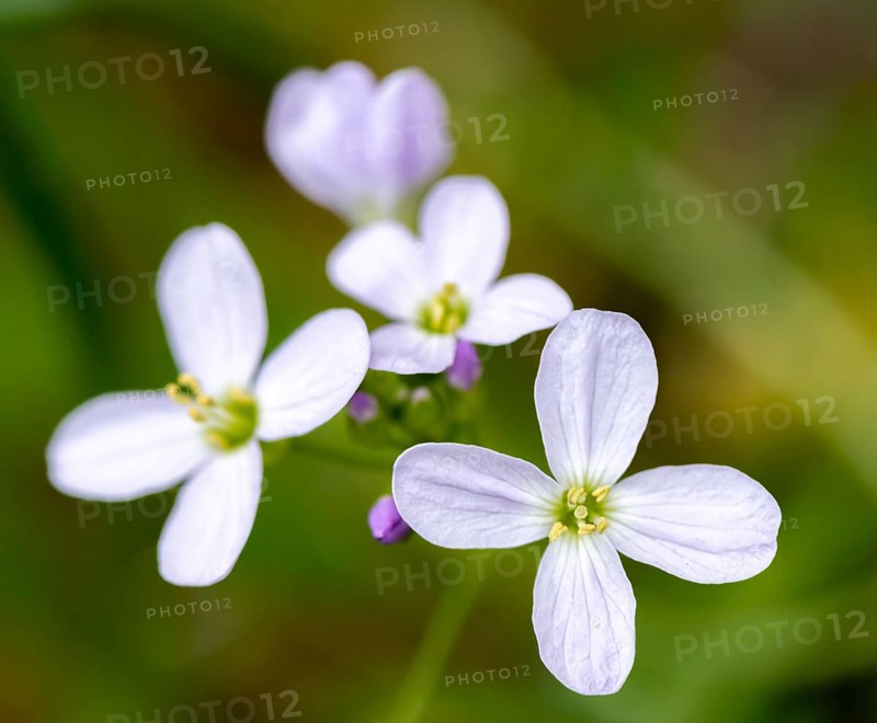 Purple-white flowers of the five-leaflet bitter-cress (Cardamine pentaphyllos), Bavaria, Germany, Europe