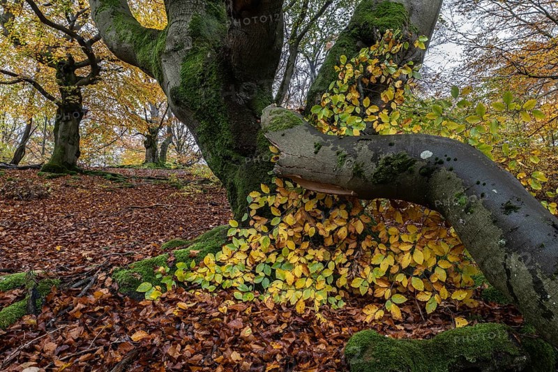 Ancient copper beech (Fagus sylvatica), Hutebuche, Hutewald Halloh, Hesse, Germany, Europe