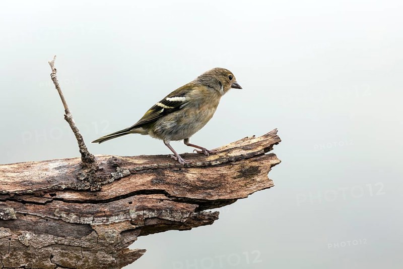 Madeiran chaffinch (Fringilla coelebs maderensis), sitting on a branch, Madeira, Portugal, Europe