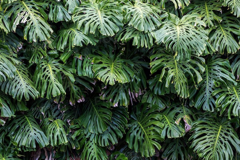 Window leaves (Monstera), Funchal Botanical Garden, Jardim Botanico, Madeira, Portugal, Europe