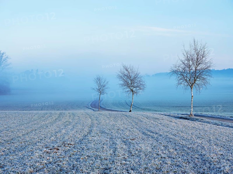 Three trees by the wayside, Hagendorn, Canton Zug, Switzerland, Europe