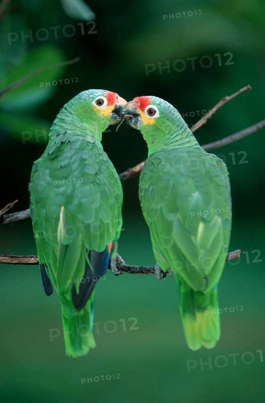 Red-lored Amazons, Honduras (Amazona autumnalis autumnalis)