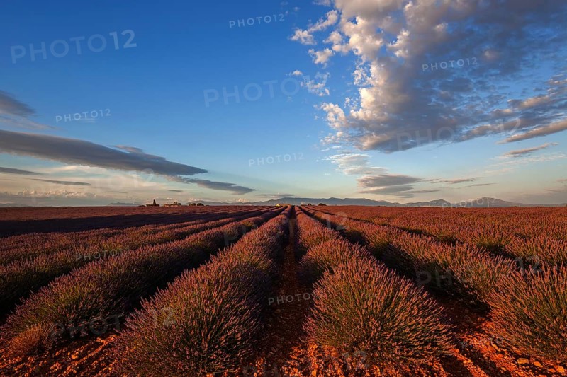 Lavender field, flowering true lavender (Lavandula angustifolia), near Valensole, evening light, Provence, Provence-Alpes-Cote d Azur, South of France, France, Europe