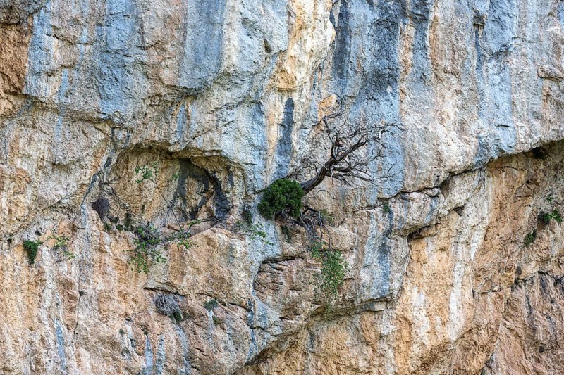 Mountain pine (Pinus mugo) growing in rock face, Trevans gorge, Gorges de Trévans, near Estoublon, Alpes-de-Haute-Provence, Provence, France, Europe