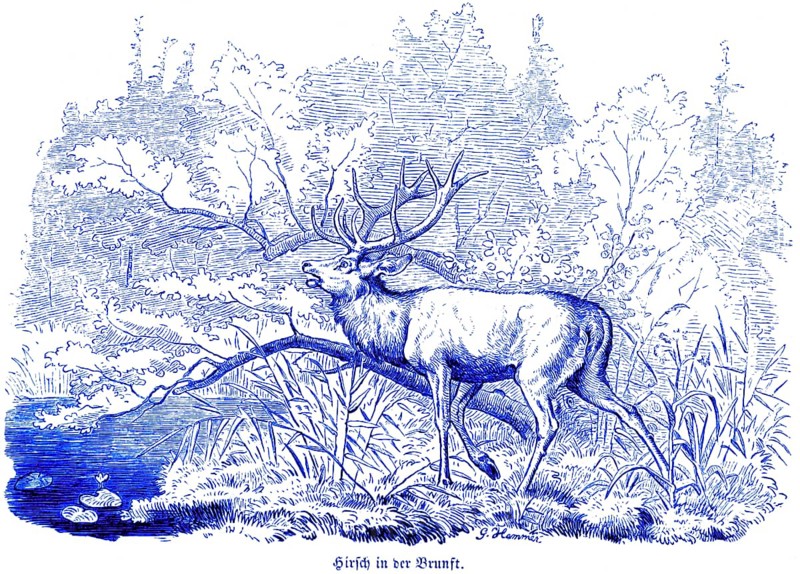 Stag in the rut, Hubertus hunting and hunting scenes, wild animals, nature, forest, Seii, water plants, reeds, historical illustration around 1860