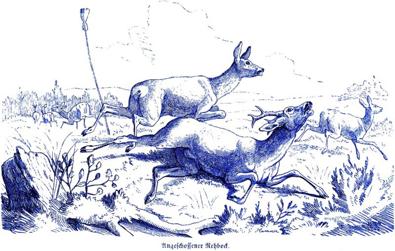 Shot roebuck, Hubertus hunting and hunting scenes, wild animals, landscape, antlers, rush, run, pursue, fields, Schmwerz, shoot, historical illustration around 1860