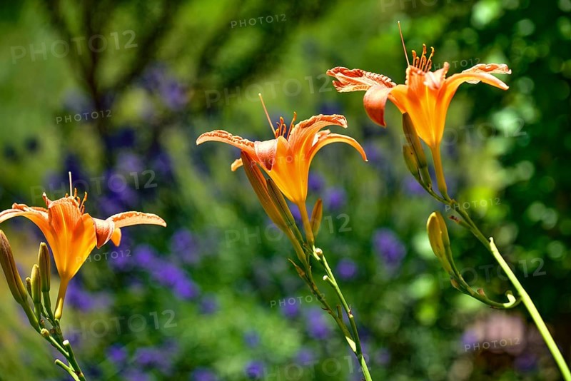 Flowering daylily (Hemerocallis fulva) amidst a flowering lavender (Lavandula angustifolia), Bavaria, Germany, Europe
