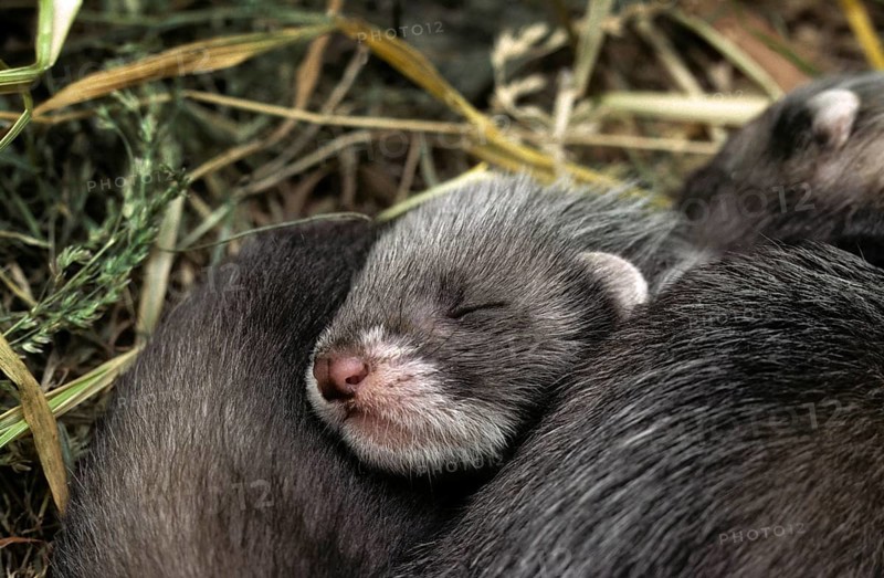 Young European polecats (Mustela putorius) curled up together sleeping in nest in hay at barn of farm