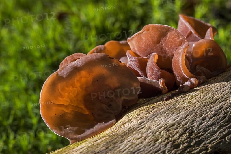 Jew's ear, black wood ear, jelly ear (Auricularia auricula-judae) fruit bodies on fallen tree trunk in autumn forest