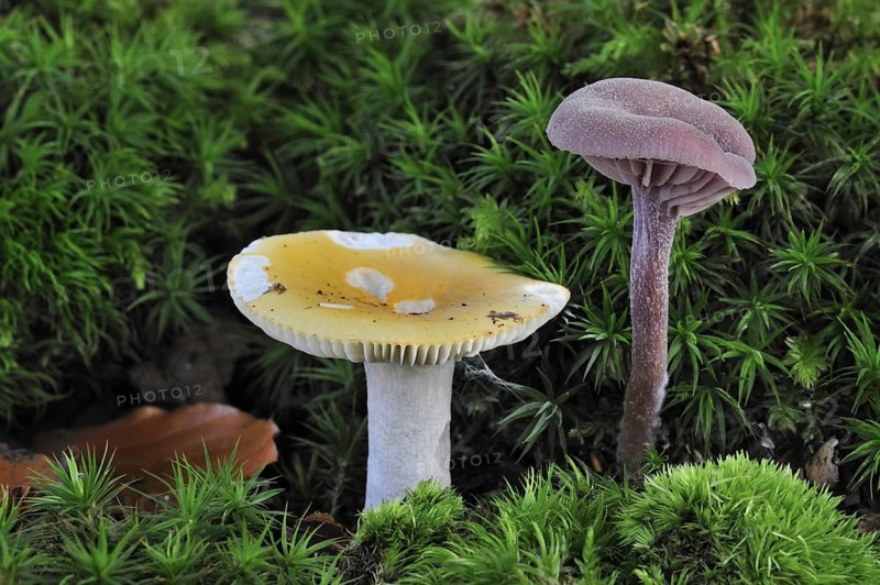 Ochre brittlegill, Common yellow russula (Russula ochroleuca) and Amethyst deceiver (Laccaria amethystea) fungus growing amongst moss on forest floor in autumn