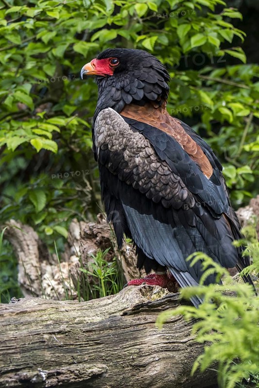 Bateleur (Terathopius ecaudatus) perched in tree, endemic to Africa