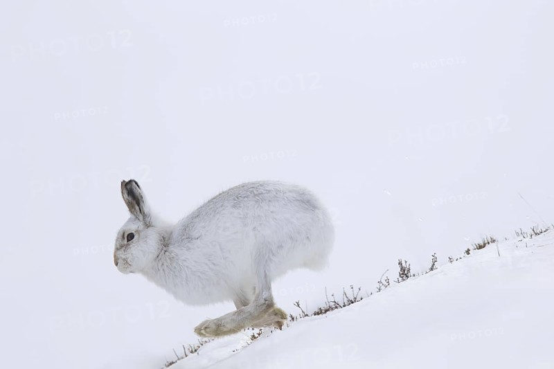 Mountain hare (Lepus timidus), Alpine hare, snow hare in winter pelage running in the snow down mountain slope