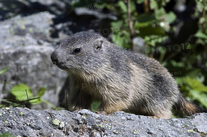 Young Alpine marmot (Marmota marmota) sitting on rock near burrow, Gran Paradiso National Park, Italian Alps, Italy, Europe