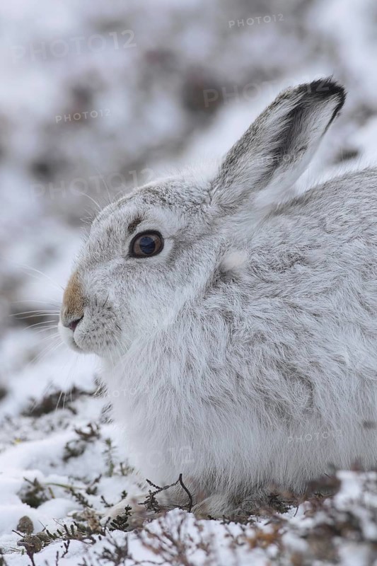 Close-up portrait of mountain hare (Lepus timidus), Alpine hare, snow hare in white winter pelage sitting in the snow, Cairngorms NP, Scotland, UK
