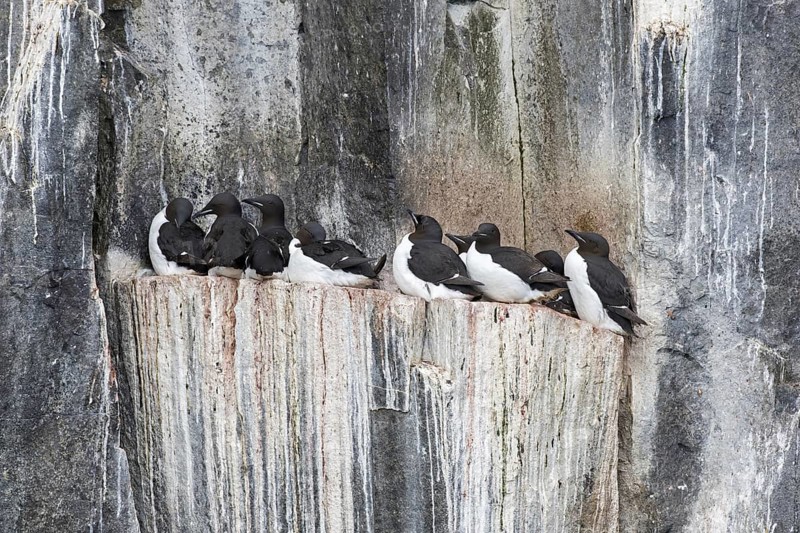 Thick-billed murres (Uria lomvia), Brünnich's guillemots on rock ledge in sea cliff in seabird colony, Alkefjellet, Hinlopenstreet, Svalbard, Norway, Europe