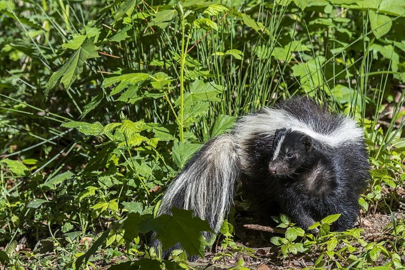 Striped skunk (Mephitis mephitis) foraging in meadow, native to southern Canada, the United States and northern Mexico