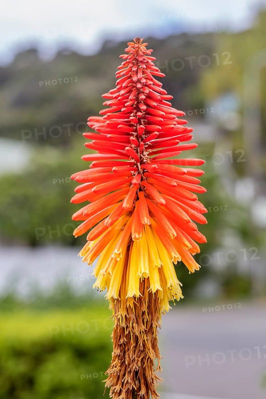 Crested torch lily (Kniphofia uvaria (L.) Oken), Akaroa, Canterbury, New Zealand, Oceania