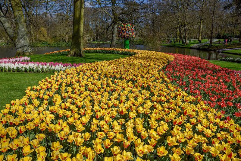 Flower border, floral splendour with colourful Tulips (Tulipa) in spring, Keukenhof, Lisse, Province South Holland, Netherlands