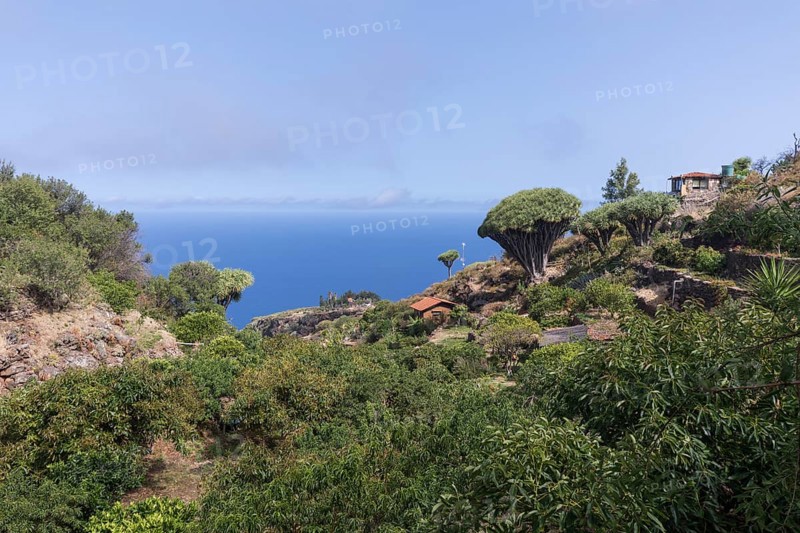 Canary dragon (Dracaena draco) tree, Las Tricias, La Palma Island, Spain, Europe