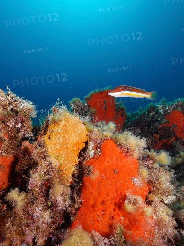 Orange upholstery sponge (Reniera fulva) and mediterranean rainbow wrasse (Coris julis) in the Mediterranean near Hyères. Dive site Giens Peninsula, Côte dAzur, France, Europe