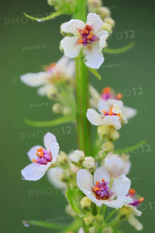 Austrian mullein (Verbascum chaixii), Scrophulariaceae, Egesheim, Upper Danube nature park Park, Baden-Württemberg, Germany, Europe