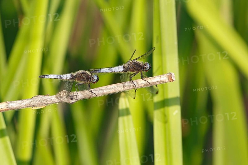 Lesser blue arrow (Orthetrum coerulescens), two animals on a reed stalk, Peene Valley River Landscape Nature Park, Mecklenburg-Western Pomerania, Germany, Europe