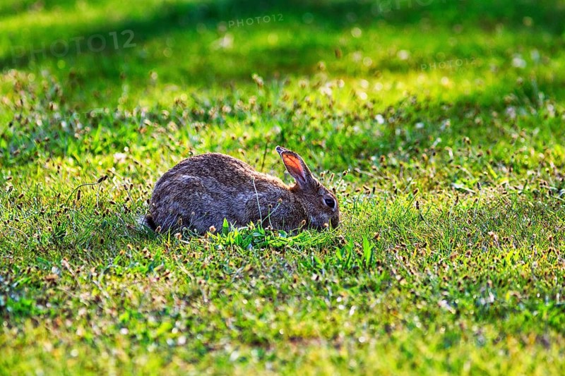 European rabbit (Oryctolagus cuniculus) in a meadow, St Mary's, Isles of Scilly, Cornwall, England, Great Britain