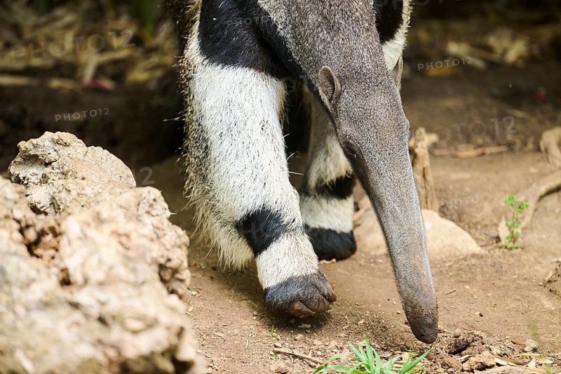 Giant anteater (Myrmecophaga tridactyla), captive, distribution South America