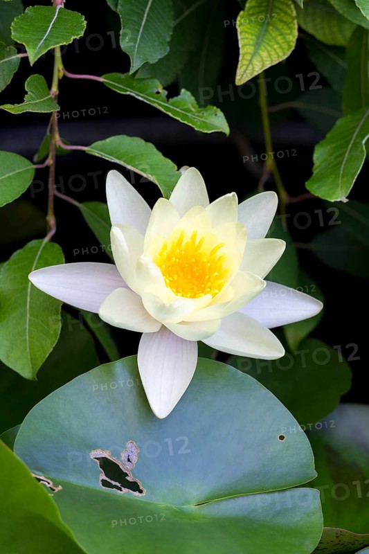 Pink water lily (Nymphaea) Baden-Württemberg, Germany, Europe