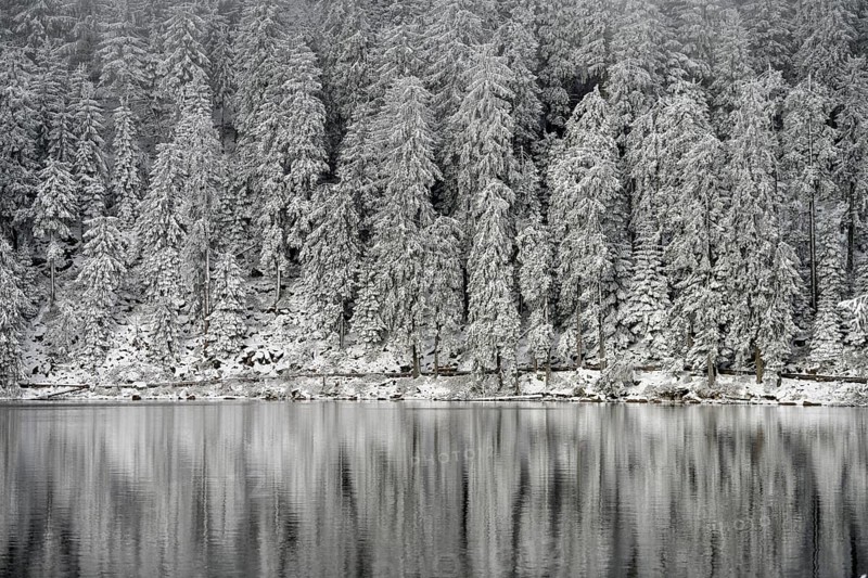 Snow-covered spruces, winter landscape at Mummelsee, reflection, snow, near Seebach, Black Forest, Ortenaukreis, Baden-Württemberg, Germany, Europe