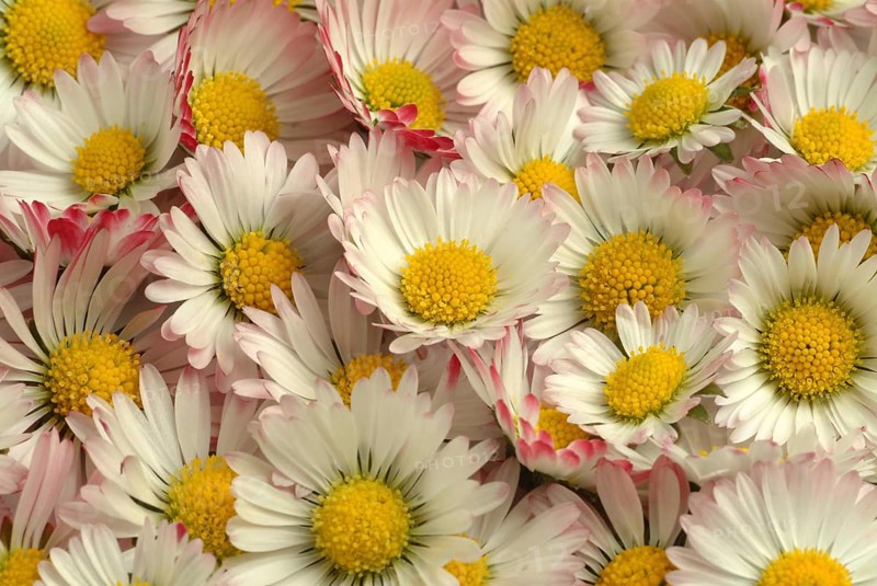 Common daisy (Bellis perennis), medicinal plant, naturopathy classifies the daisy among other things as stimulating the metabolism, expectorant and anti-inflammatory, used e.g. for respiratory and skin diseases as well as injuries. The daisy was named medicinal plant of the year 2017