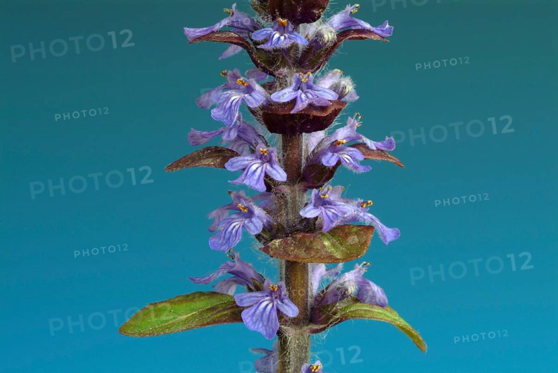 Blue bugles (Ajuga reptans), also known as guilder's goutweed, medicinal plant, infusion of dried flowering parts of the creeping goutweed is said to help against rheumatism, stomach ulcers, angina and diarrhoea when drunk