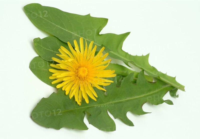 Common dandelion (Taraxacum) Ruderalia, Taraxacum officinale, medicinal plant, the most important active substances of the dandelion are the bitter substances