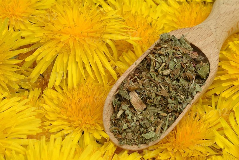 Common dandelion (Taraxacum) Ruderalia, Taraxacum officinale, medicinal plant, the most important active substances of the dandelion are the bitter substances