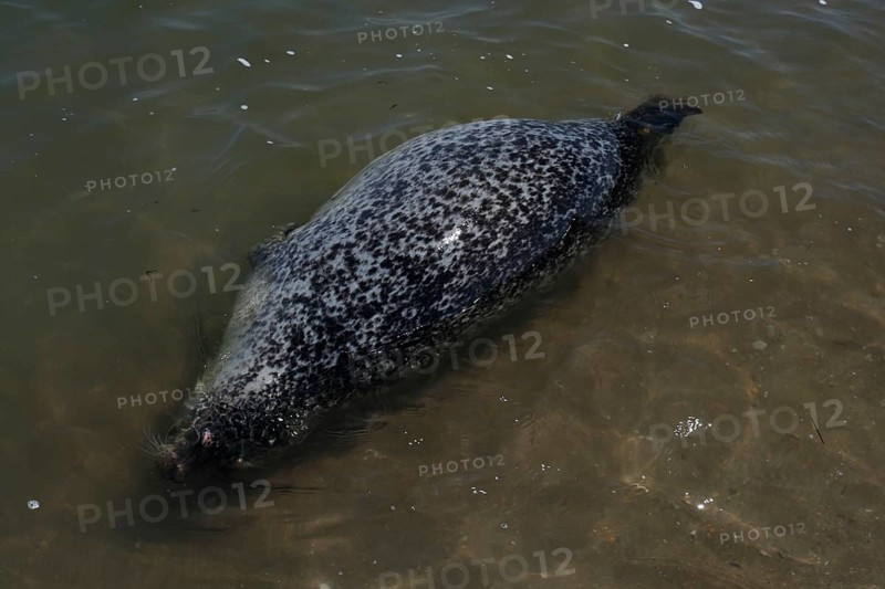 Common harbor seal (Phoca vitulina), dead find, dead pregnant female in the surf, Lower Saxony Wadden Sea National Park, Lower Saxony, Germany, Europe
