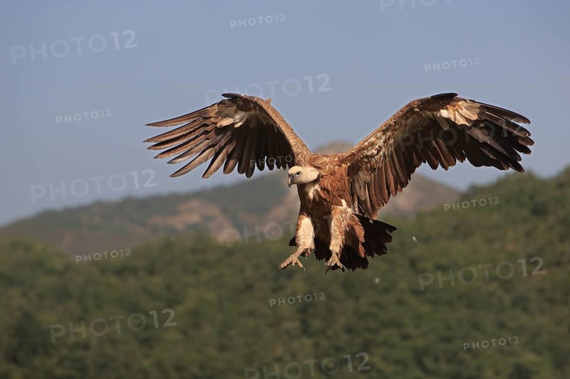 Griffon vulture (Gyps fulvus), approaching with wings spread, Action, Picos de Europa, Spain, Europe