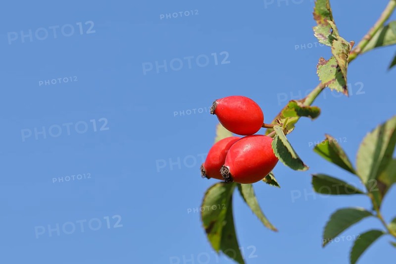Ripe rosehip fruit of the dog rose (Rosa canina) on a branch in front of a blue sky, Wilnsdorf, North Rhine-Westphalia, Germany, Europe