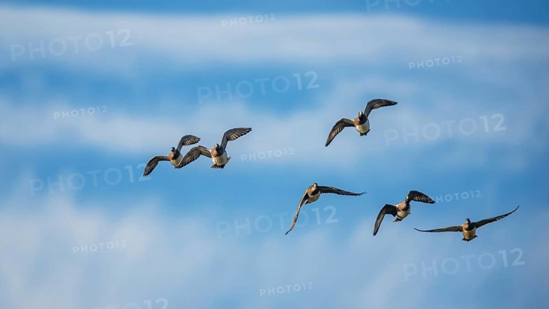 Eurasian Wigeon (Mareca penelope), birds in flight over Marshes at winter time
