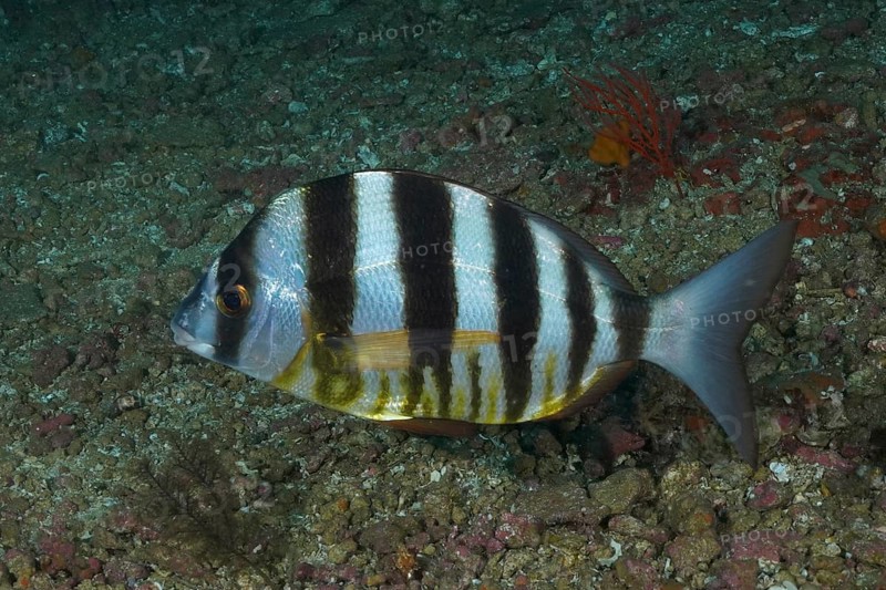 Zebra sea bream (Diplodus cervinus hottentotus), sea bream, dive site Protea Banks, Margate, KwaZulu Natal, South Africa, Africa