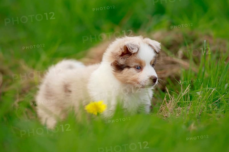 Miniature American Shepherd (Canis lupus familiaris) puppy, puppy standing in tall grass, Rhineland-Palatinate, Germany, Europe