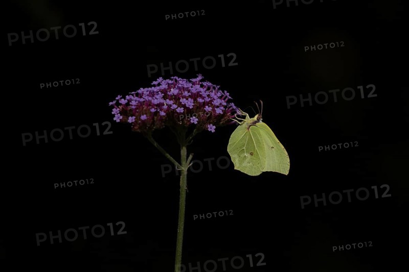 Brimstone (Gonepteryx rhamni) butterfly adult male feeding on a garden Verbena flower, Norfolk, England, United Kingdom, Europe