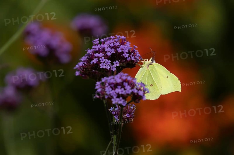 Brimstone (Gonepteryx rhamni) butterfly adult male feeding on a garden Verbena flower, Norfolk, England, United Kingdom, Europe