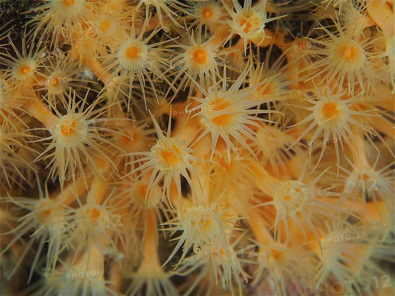 Yellow cluster anemone (Parazoanthus axinellae), dive site marine reserve Cap de Creus, Rosas, Costa Brava, Spain, Mediterranean Sea, Europe